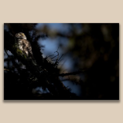 Petit rapace nocturne en clair-obscur au cœur d'une forêt de conifères, portrait animalier par le photographe Frédéric Poulain.
