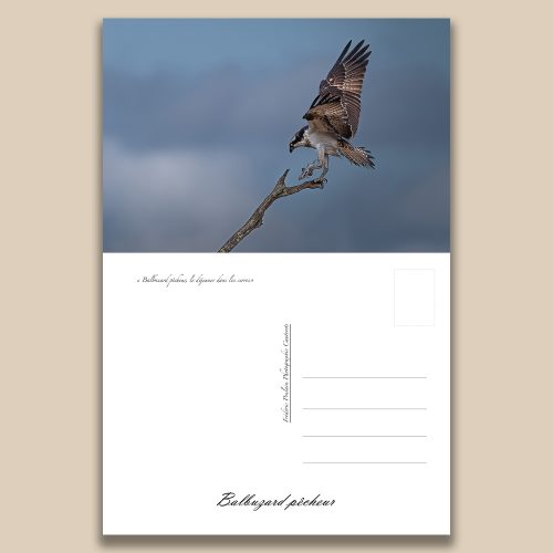 Carte postale animalière : Balbuzard pecheur, tirage photo de collection Frédéric Poulain.