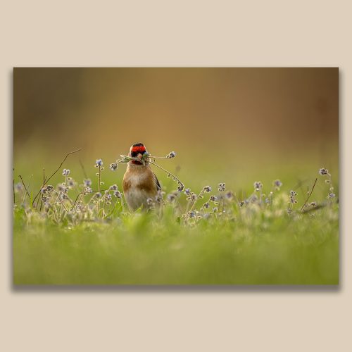 Chardonneret élégant tenant des brins de myosotis dans son bec, photographie ornithologique printanière par Frédéric Poulain.