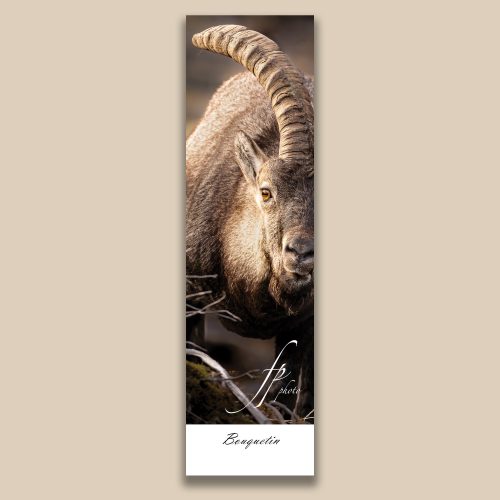 Carte postale animalière : Bouquetin, tirage photo de collection Frédéric Poulain.