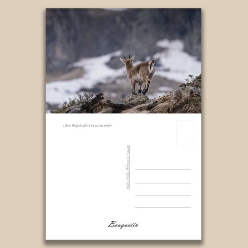 Carte postale animalière : Bouquetin, tirage photo de collection Frédéric Poulain.