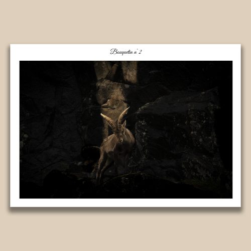 Bouquetin mâle dans un ravin rocheux avec éclairage dramatique, photographie de montagne par Frédéric Poulain.