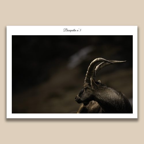 Gros plan sur la tête d'un isard des Pyrénées, détail des cornes et du regard, photo de nature sauvage par Frédéric Poulain.