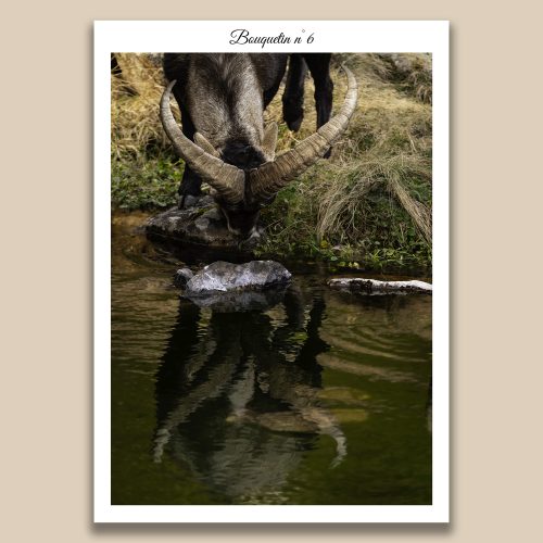 Bouquetin des Alpes s'abreuvant avec reflet dans l'eau, photographie animalière de Frédéric Poulain.