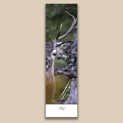 Carte postale animalière : Cerf elaphe, tirage photo de collection Frédéric Poulain.