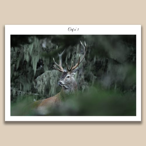 Grand cerf élaphe aux bois imposants dans une forêt dense, photographie animalière de Frédéric Poulain.