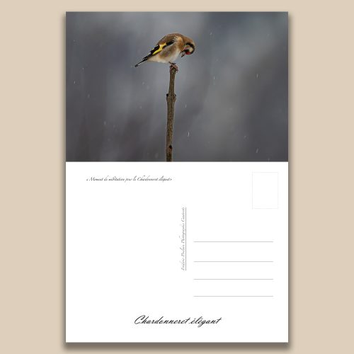 Carte postale animalière : Chardonneret elegant, tirage photo de collection Frédéric Poulain.