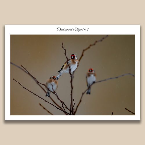 Trio de chardonnerets élégants perchés sur des branches en hiver, photographie ornithologique par Frédéric Poulain.
