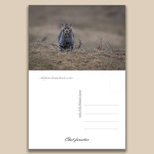 Carte postale animalière : Chat forestier, tirage photo de collection Frédéric Poulain.