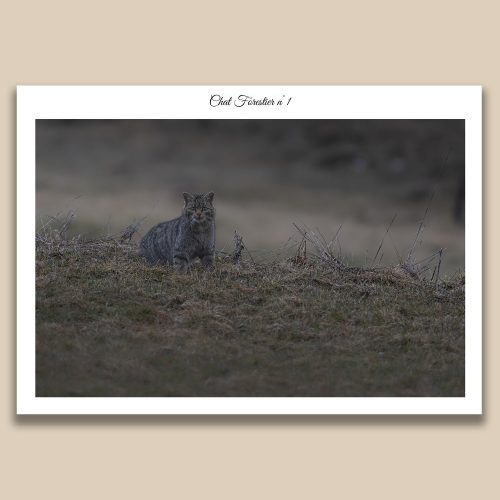 Portrait de face d'un chat forestier sauvage (Felis silvestris) posté sur un talus d'herbes sèches, photographie de faune sauvage par Frédéric Poulain.