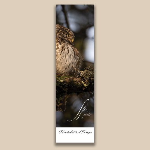 Carte postale animalière : Chevechette d'Europe, tirage photo de collection Frédéric Poulain.