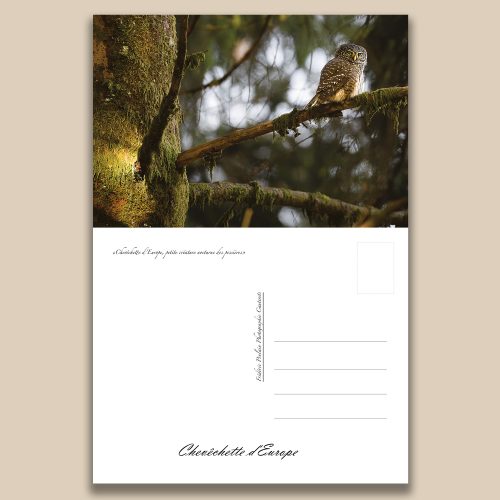 Carte postale animalière : Chevechette d'Europe, tirage photo de collection Frédéric Poulain.
