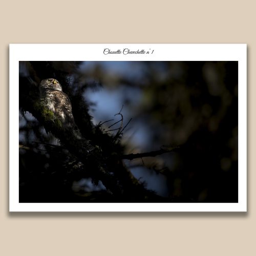 Chouette chevêchette en clair-obscur sur une branche moussue, photographie de forêt sauvage par Frédéric Poulain.