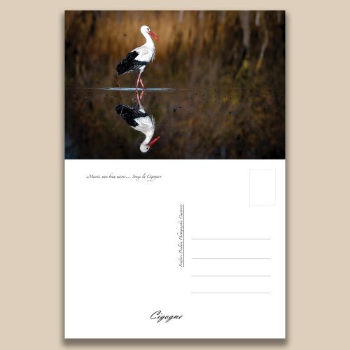 Carte postale animalière : Cigogne, tirage photo de collection Frédéric Poulain.