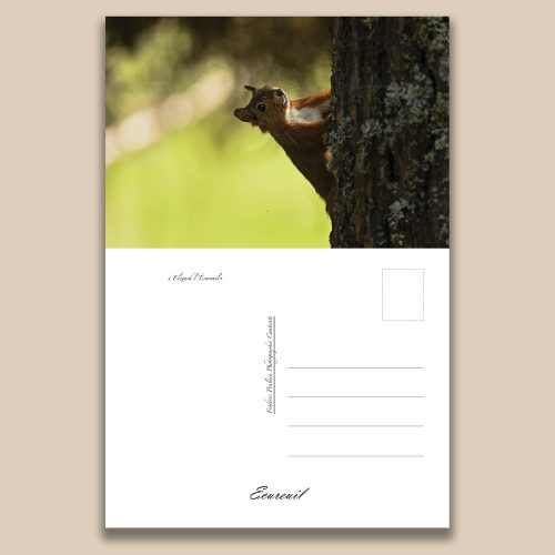Carte postale animalière : Ecureuil, tirage photo de collection Frédéric Poulain.