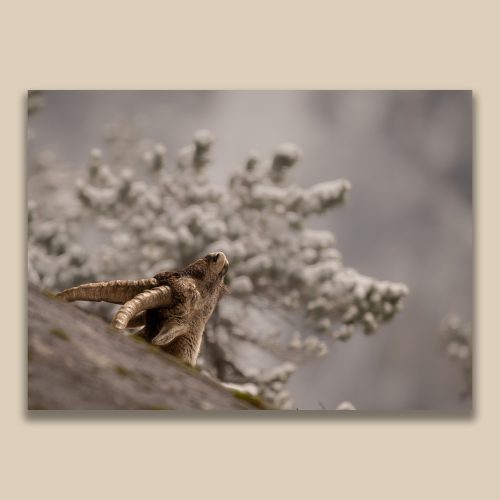 Bouquetin des Alpes levant la tête vers les branches enneigées, photographie de montagne hivernale par Frédéric Poulain.