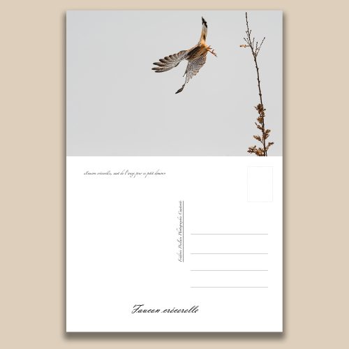 Carte postale animalière : Faucon crecerelle, tirage photo de collection Frédéric Poulain.