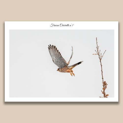 Faucon crécelle en plein envol, photographie ornithologique par Frédéric Poulain.