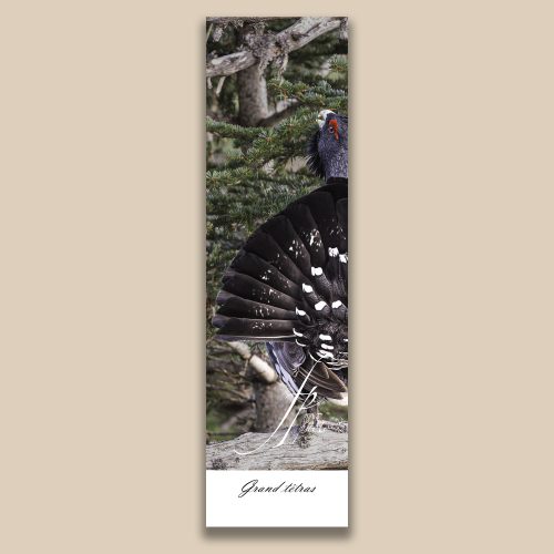 Carte postale animalière : Grand tetras, tirage photo de collection Frédéric Poulain.
