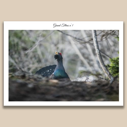 Chant du Grand Tétras en parade nuptiale, photographie animalière d'exception par Frédéric Poulain.