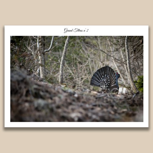 Grand Tétras en parade dans une forêt de montagne, photographie animalière rare par Frédéric Poulain.