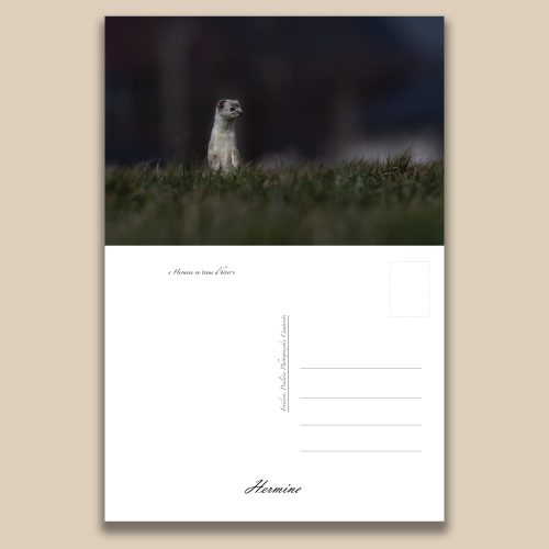 Carte postale animalière : Hermine, tirage photo de collection Frédéric Poulain.