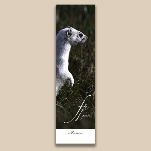 Carte postale animalière : Hermine, tirage photo de collection Frédéric Poulain.