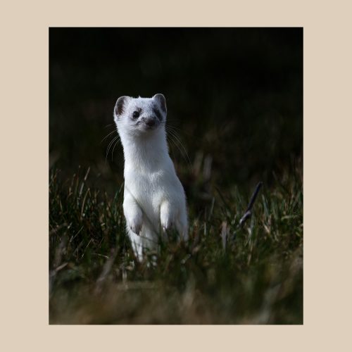 Hermine en pelage d'hiver blanc dressée sur ses pattes, photographie animalière de Frédéric Poulain.