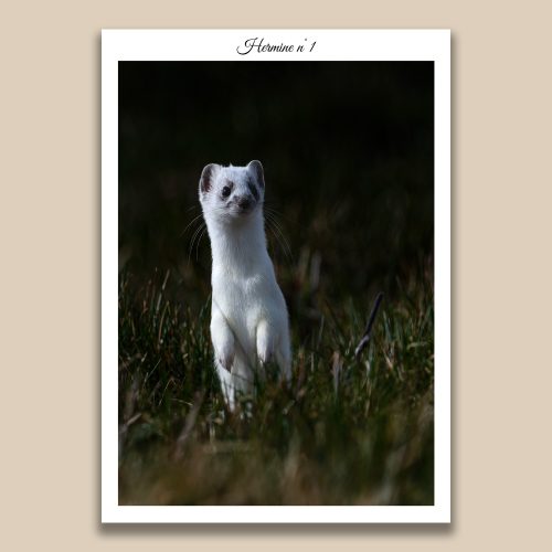 Hermine en pelage d'hiver blanc dressée sur ses pattes, photographie animalière de Frédéric Poulain.