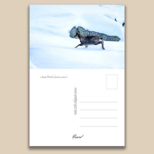 Carte postale animalière : Isard, tirage photo de collection Frédéric Poulain.