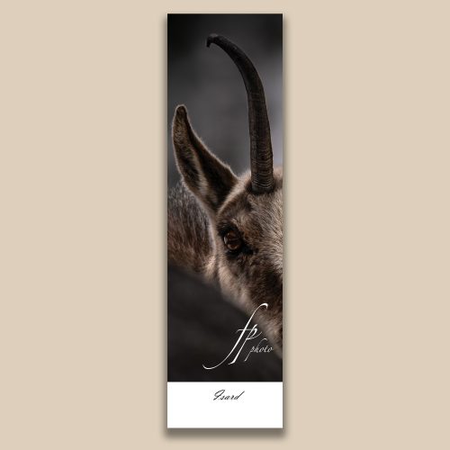 Carte postale animalière : Isard, tirage photo de collection Frédéric Poulain.