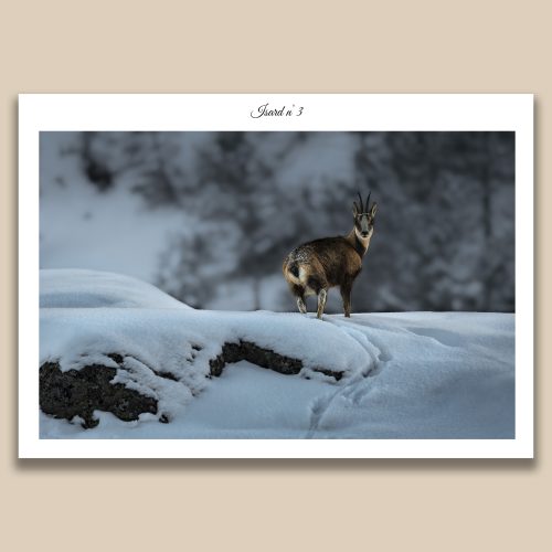 Isard sauvage dans la neige des Pyrénées, photographie de faune montagnarde par Frédéric Poulain.