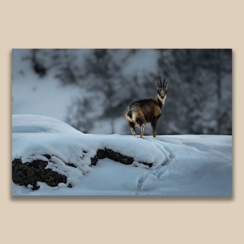 Isard sauvage dans la neige des Pyrénées, photographie de faune montagnarde par Frédéric Poulain.
