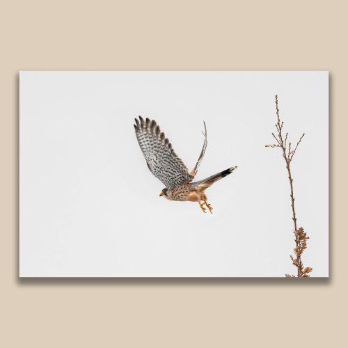 Faucon crécelle en plein envol, photographie ornithologique par Frédéric Poulain.