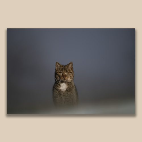 Portrait de face d'un chat forestier sauvage au regard intense, clair-obscur, photographie animalière de Frédéric Poulain.