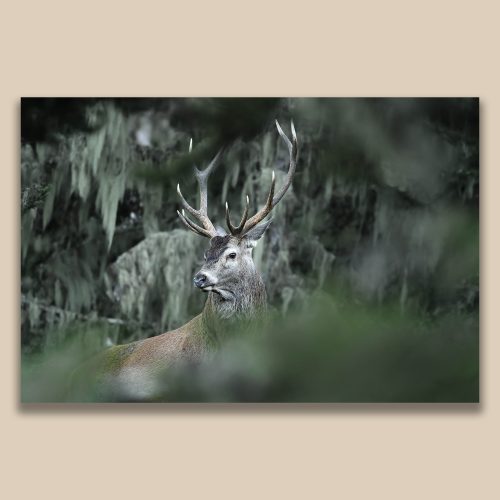 Grand cerf élaphe aux bois imposants dans une forêt dense, photographie animalière de Frédéric Poulain.