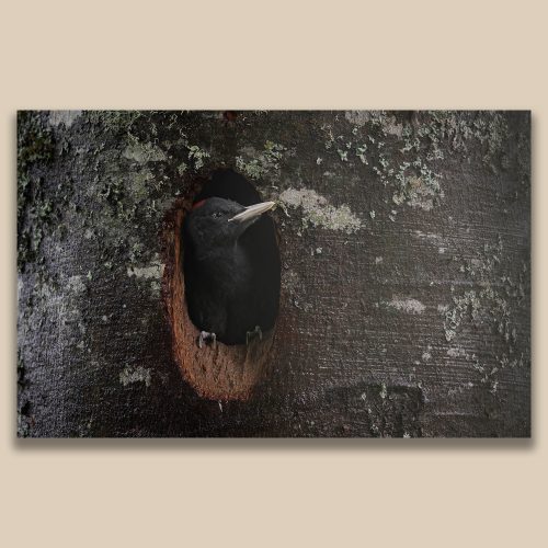 Portrait de Pic noir à l'entrée de sa loge, photographie ornithologique sauvage par Frédéric Poulain.