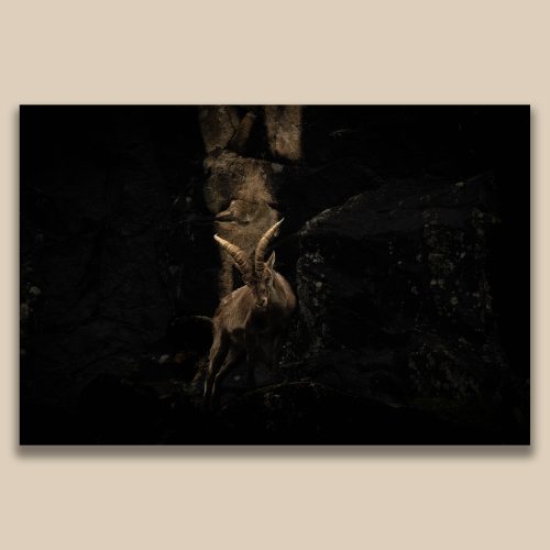 Bouquetin mâle dans un ravin rocheux avec éclairage dramatique, photographie de montagne par Frédéric Poulain.
