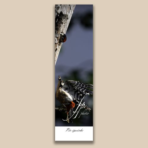 Carte postale animalière : Pic epeiche, tirage photo de collection Frédéric Poulain.