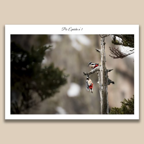 Couple de pics épeiches sur un arbre mort en hiver, photographie de nature par Frédéric Poulain.