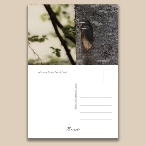 Carte postale animalière : Pic noir, tirage photo de collection Frédéric Poulain.