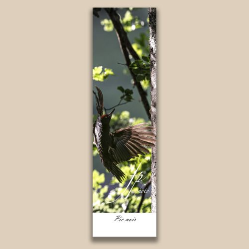 Carte postale animalière : Pic Noir, tirage photo de collection Frédéric Poulain.