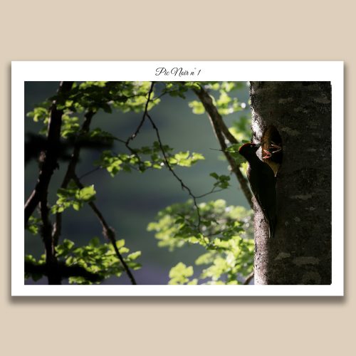Nourrissage de jeunes pics noirs à la loge, photographie de faune sauvage par Frédéric Poulain.