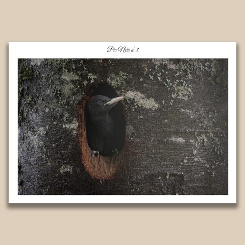 Portrait de Pic noir à l'entrée de sa loge, photographie ornithologique sauvage par Frédéric Poulain.