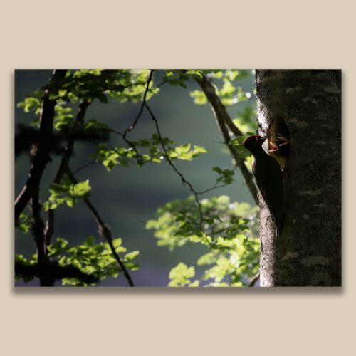 Nourrissage de jeunes pics noirs à la loge, photographie de faune sauvage par Frédéric Poulain.