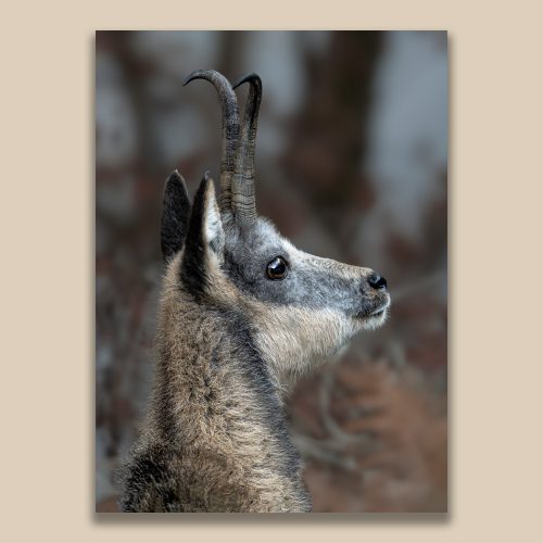 Portrait de profil d'un isard sauvage dans les Pyrénées, photographie animalière par Frédéric Poulain.