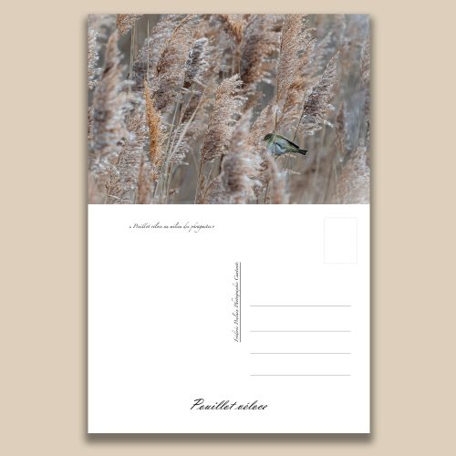 Carte postale animalière : Pouillot veloce, tirage photo de collection Frédéric Poulain.
