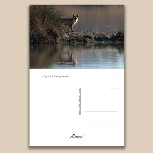 Carte postale animalière : Renard, tirage photo de collection Frédéric Poulain.