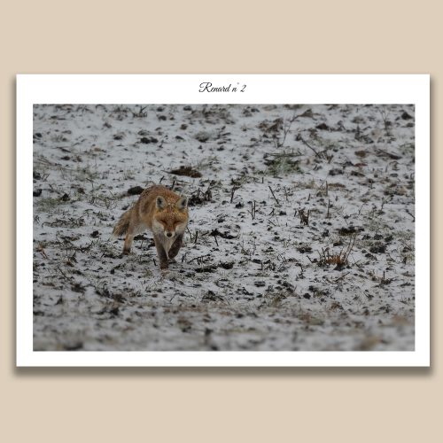 Renard roux en maraude dans un champ enneigé, photo de nature sauvage par Frédéric Poulain.
