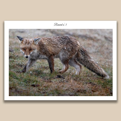Renard roux sous la neige en plein hiver, photographie animalière de Frédéric Poulain.
